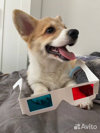 Передержка собак / зоогостиница Москва