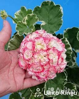 Пеларгония Uaito Ringu