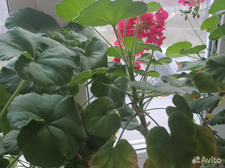 Пеларгония герань