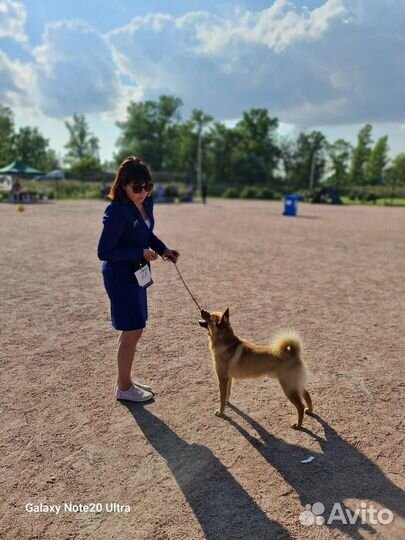 Вязка Финский Шпиц