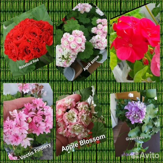 Пеларгония герань