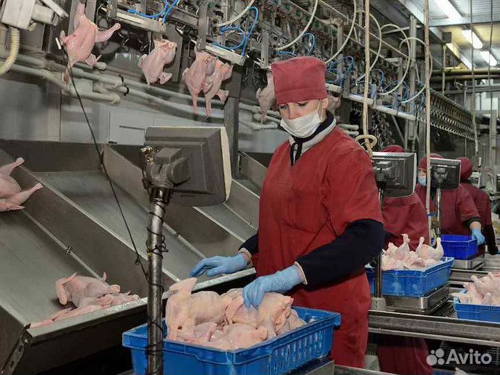 Вакансия на птицефабрике, выполнение плана Пермь