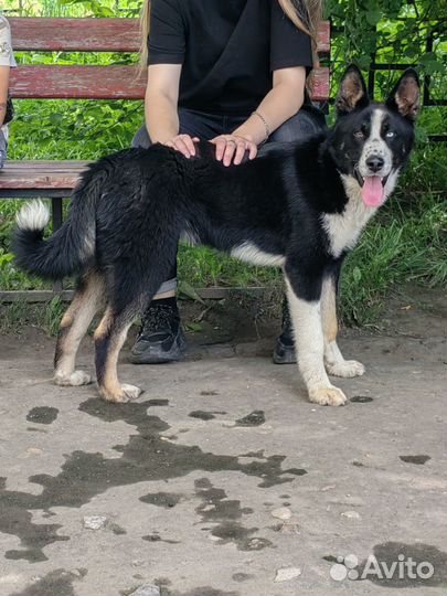 Шикарный пёс