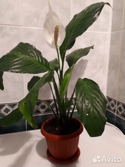 Спатифиллум(женское счастье)