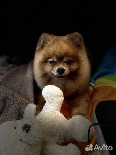 Вязка померанского шпица