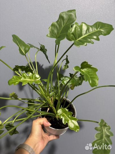 Филодендрон Ксанаду