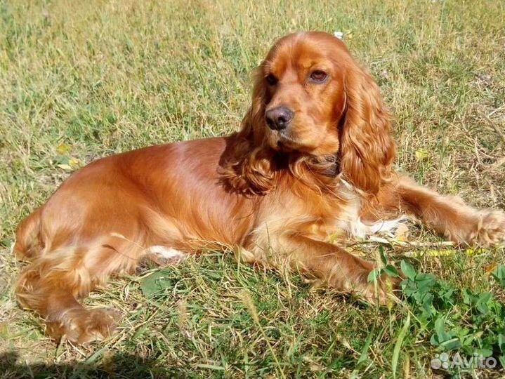 Английский кокер спаниель