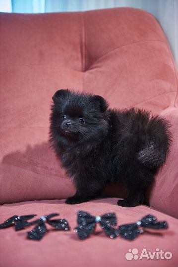 Чёрный шпиц девочка мини