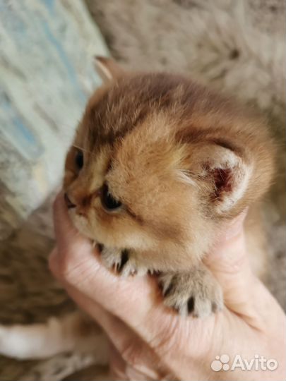 Золотые котята