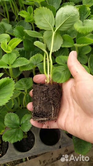 Рассада клубники зкс в наличии и на заказ