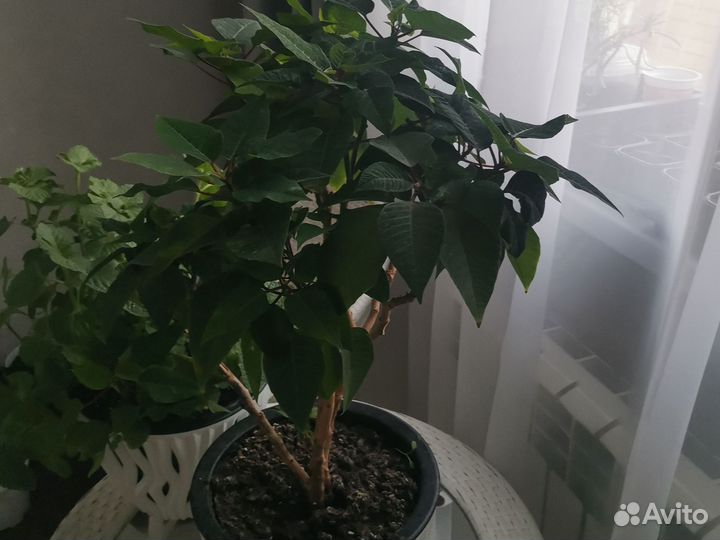 Пуансеттия