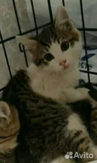 Ищем дом котенку