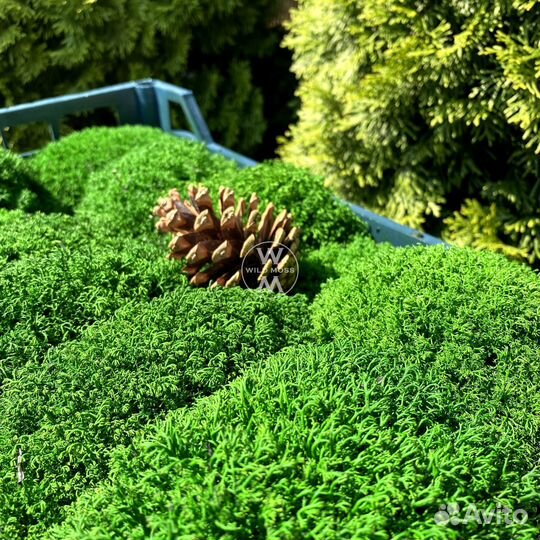 Декоративный стабилизированный мох