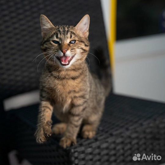 Котенок в добрые руки