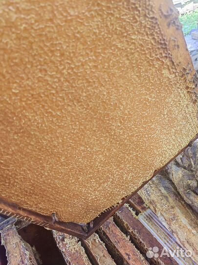 Рамка меда в сотах