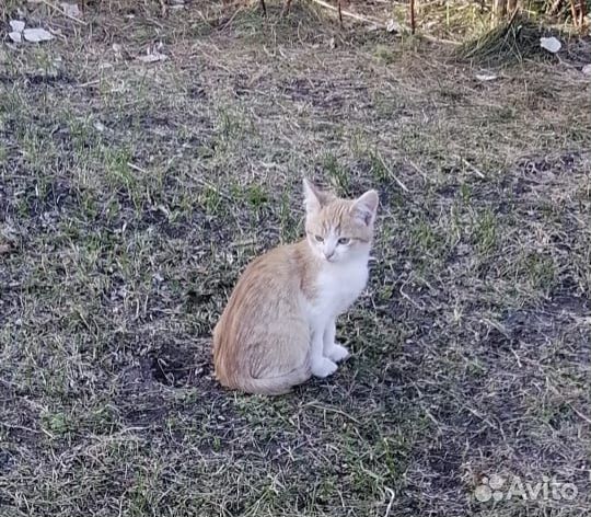 Котенок девочка в добрые руки