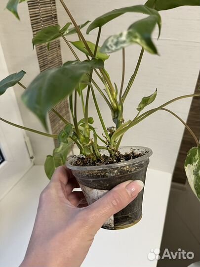 Филодендроны