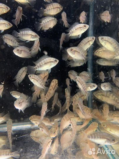 Радужная цихлазома