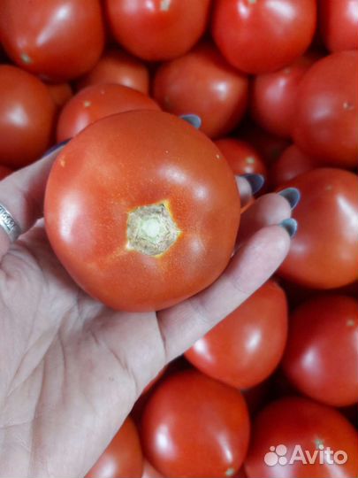 Помидоры ростов