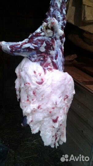 Барсучий жир (с доставкой)