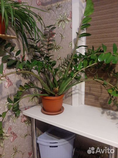 Гибискус 2м,долларовое дерево1.1м