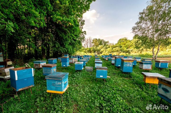 Мёд натуральный с Алтая опт