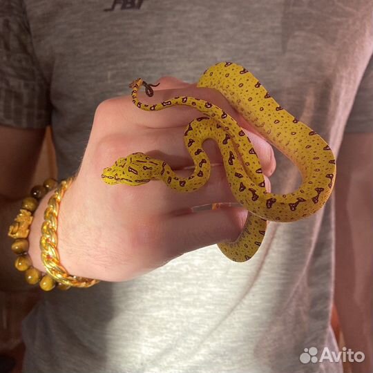 Змея зеленая-древесная