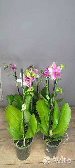 Орхидея Liodoro