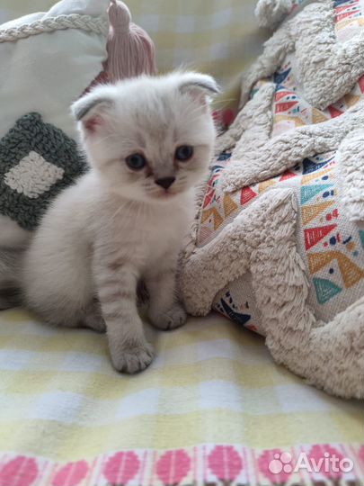Шотландские котята