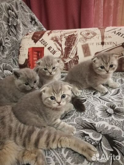 Шотландская