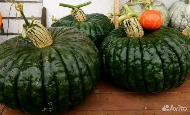 Тыква Царевна лягушка семена