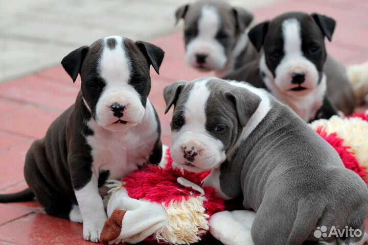 Девочки Амстаффа