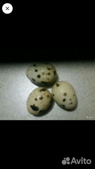 Яйца перепелиные