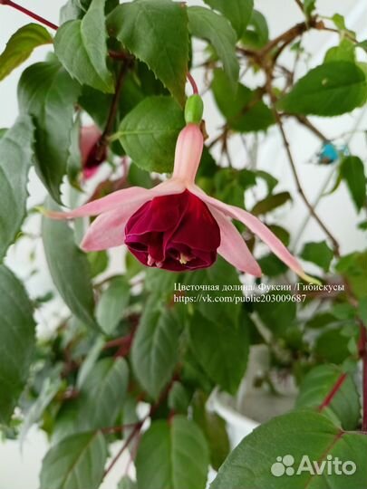 Фуксии сортовые, большой выбор сортов