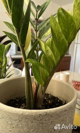 Замиокулькас вариегатный Шот Лив