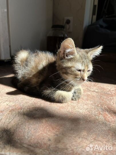 Котята в добрые руки бесплатно
