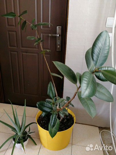 Фикус, алое, каланхое, тещин язык