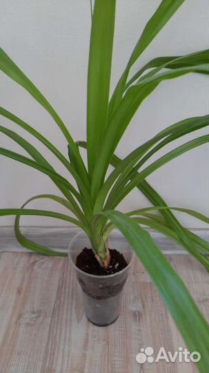 Пальма панданус