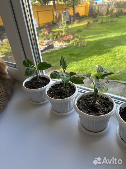 Диффенбахия