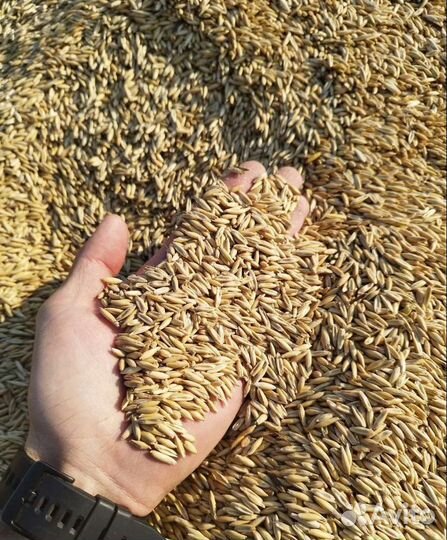 Пшеница яровая, Рожь озимая на корм/посев