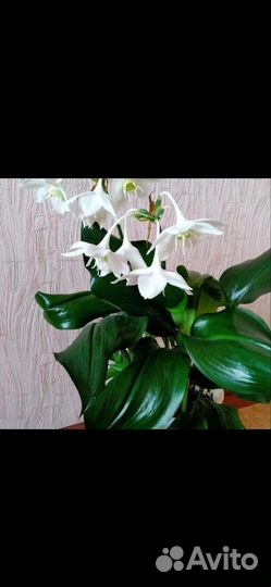 Белая амазонская лилия эухарис