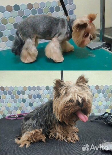 Груминг собак с выездом на дом
