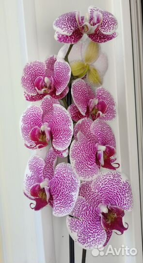 Фаленопсис Splash Gordon. Отцвёл