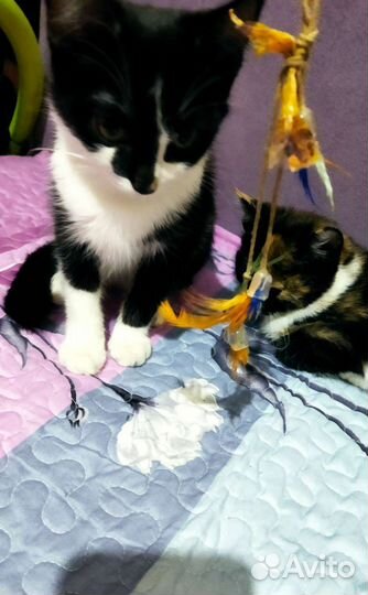 Отдам котенка бесплатно