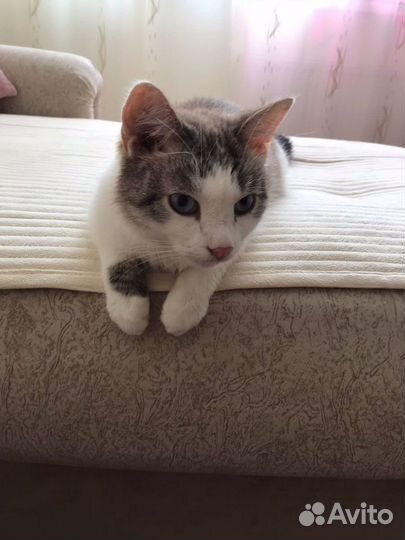 Котик в дар