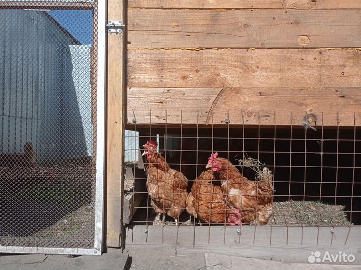 Куры несушки