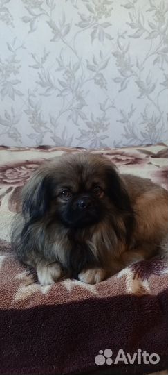 Вязка пекинес