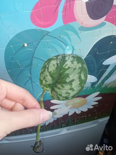 Продам 4 сорта сциндапсусов