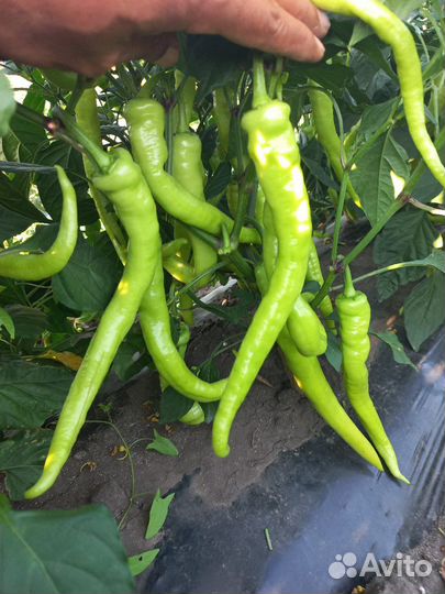 Перец(цицак)