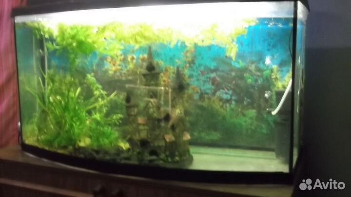 Аквариум